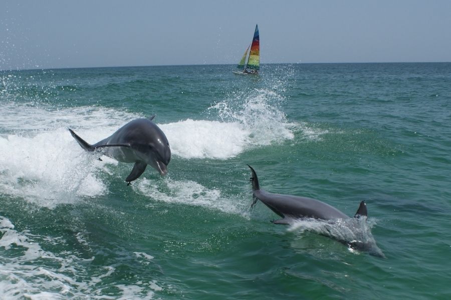 dolphin-ride-in-malvan-tarkarli